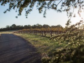The road to Lazy Oak Wines, nestled by vineyard.s.