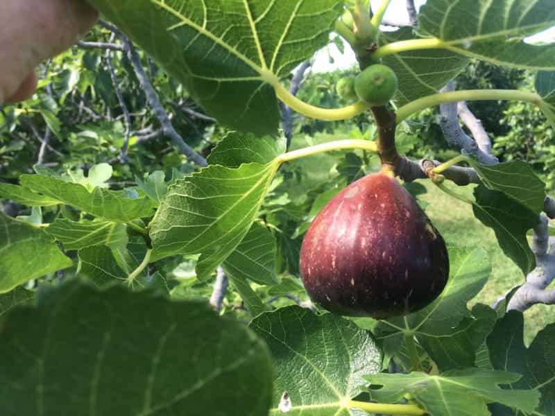 Black Genoa fig ripening on tree.