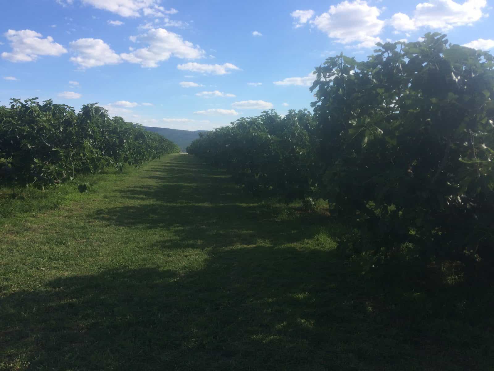 Fig Orchard looking towards Mt Canobolas.