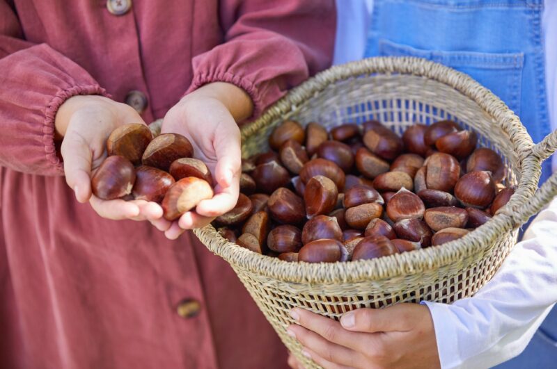 Young girl holding freshly picked chestnuts at Nutwood Farm, Mount Irvine