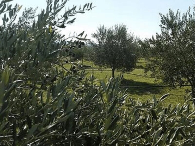 Olliedean Olive Trees