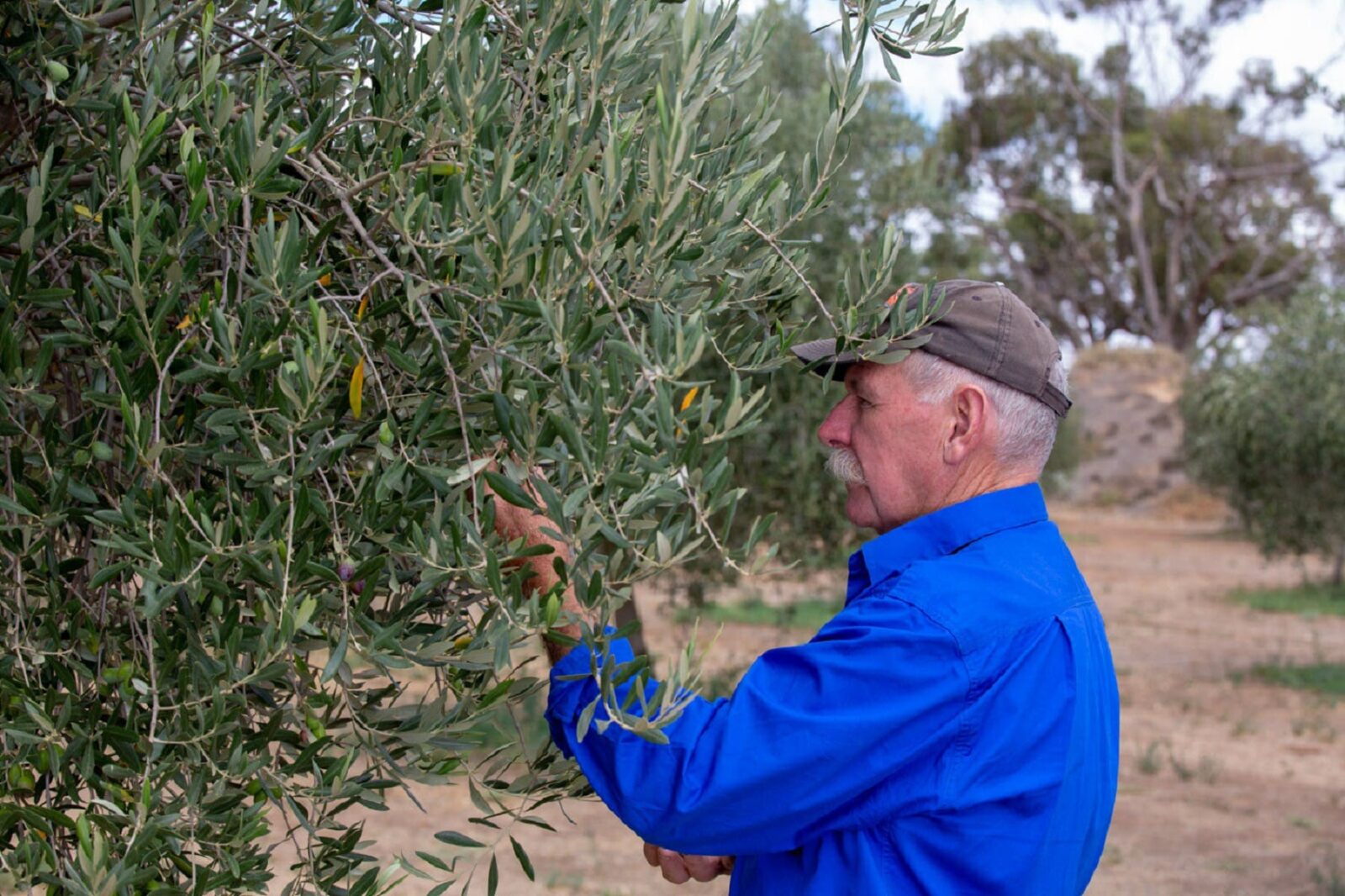 A man picking olives from an olive tree