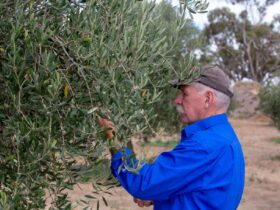 A man picking olives from an olive tree