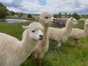 An image of four white alpacas in a paddock with a dam and orchards in the background