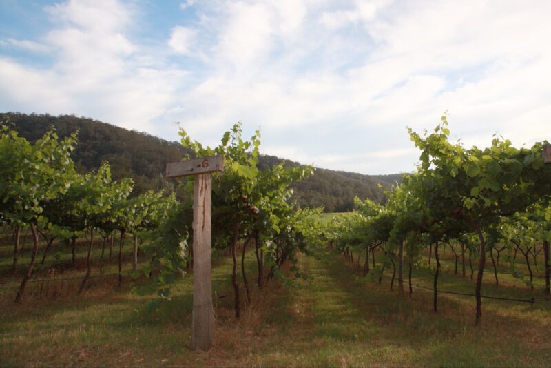 Stonehurst Cedar Creek organically grown vineyard