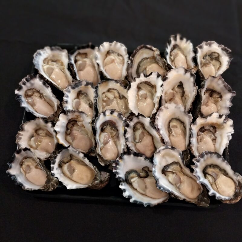 Freshly shucked Sydney Rock oysters