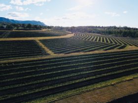 Tamburlaine's organic Pokolbin vineyard