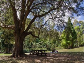 A shady tree towering over a picnic table at Byarong Park in Illawarra Escarpment State Conservation