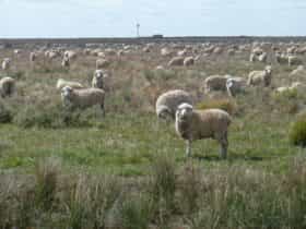 Sheep grazing, The Long Paddock near Booligal, New South Wales