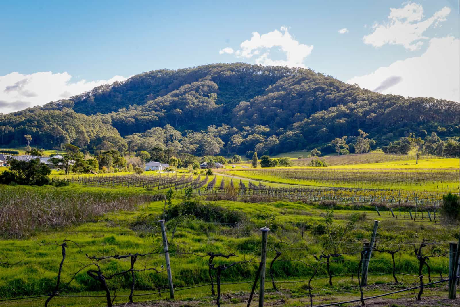 Coolangatta Mountain Winery