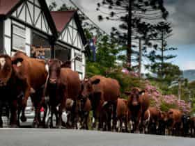 Cattle in the main street of Jamberoo