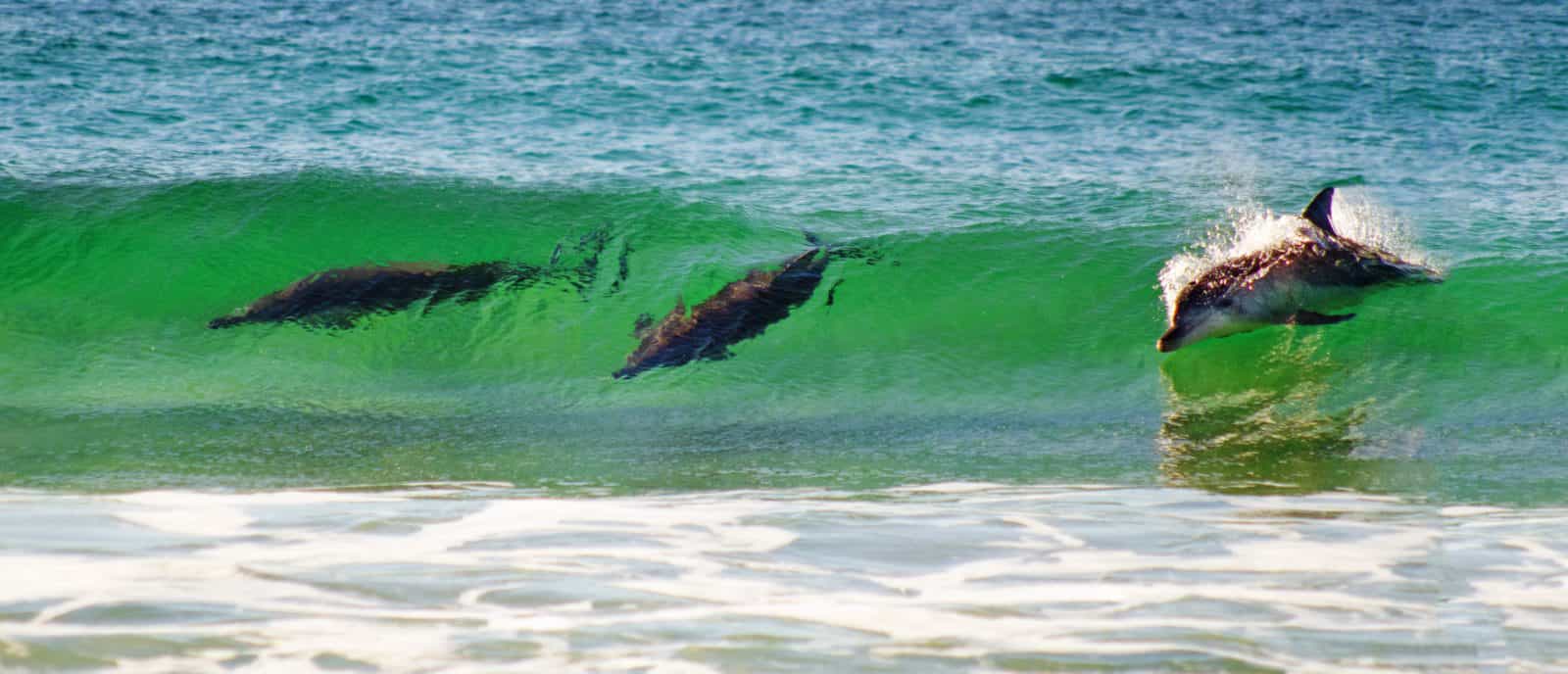 Dolphins riding the waves at Dolphin Beach, Moruya Heads