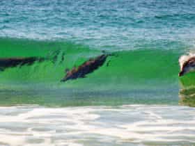Dolphins riding the waves at Dolphin Beach, Moruya Heads