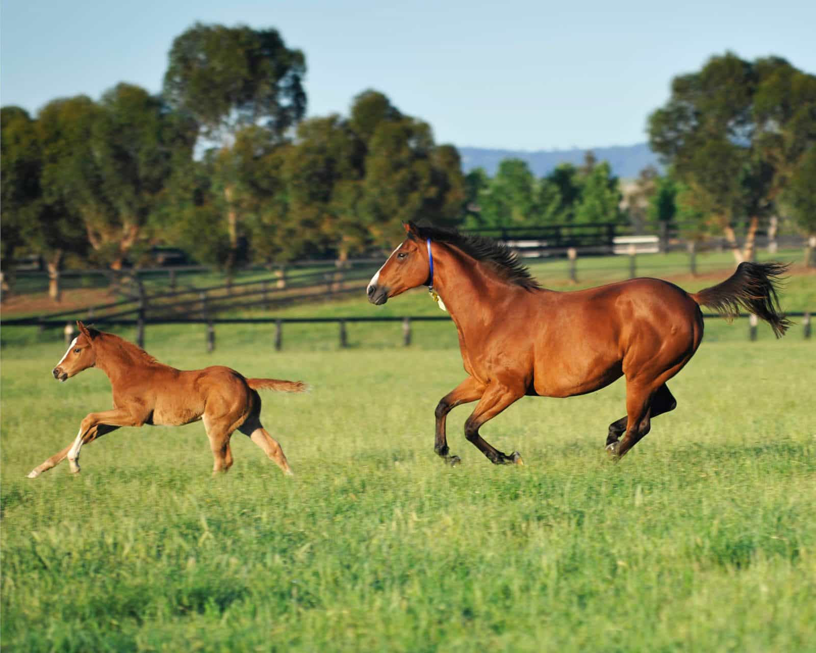 Mare and Foal at Arrowfield Stud - Scone