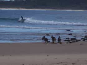 Surfing at Point Plomer
