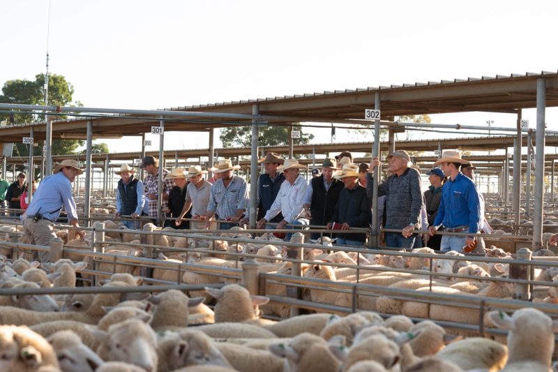 Over a million sheep are sold at Wagga Wagga saleyards each year.