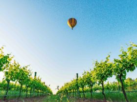 Balloon over the Mudgee Vineyards