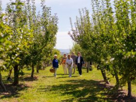 5 people walking in apple orchard in Orange, NSW