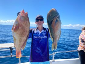 Maori Cod and Venus Tuskfish are a common catch on our charters