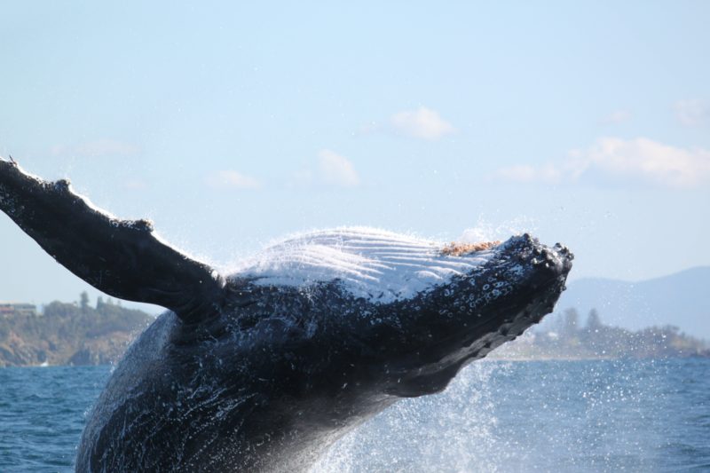 Whale watching Port Macquarie