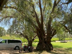 Explore The Hunter Mercedes Van at Tinklers Hunter Valley under large tree