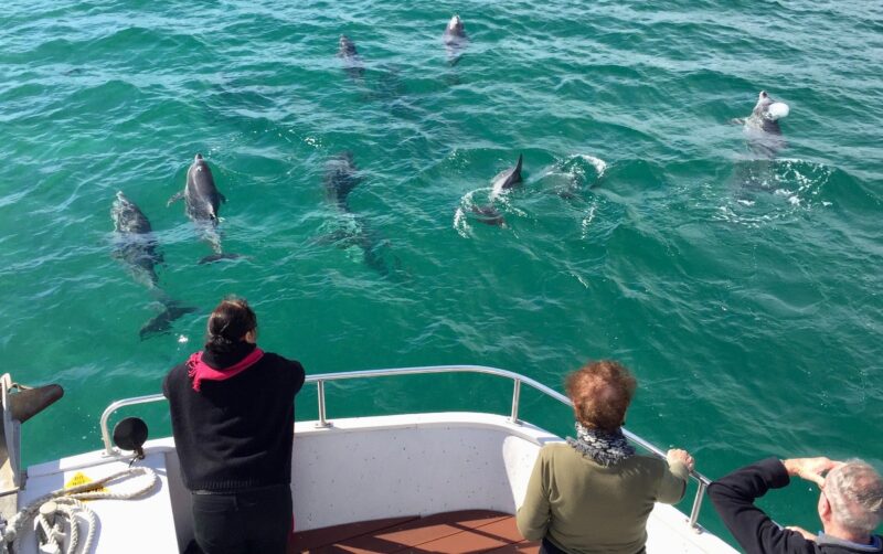 dolphin cruise forster