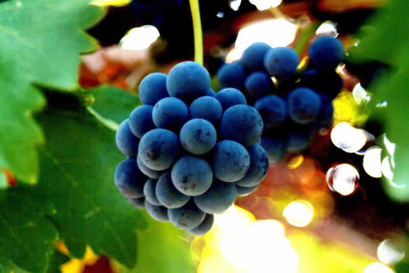 Bunch of Grapes - Ideal growing conditions producing fine wines