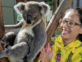 Private koala experience, Wildlife, Waterfalls & Wine full day tour from Sydney
