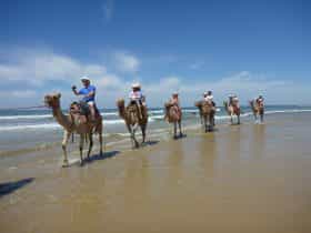 Camel riding on beach