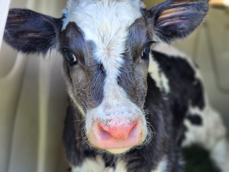 A young dairy calf posing for the camera