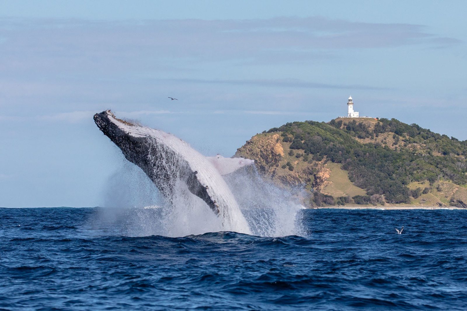 Whale breaching in Byron Bay