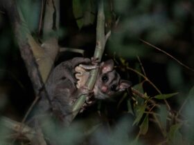 Sugar Glider sitting in a tree is one of several species you will see on an Night Safari.