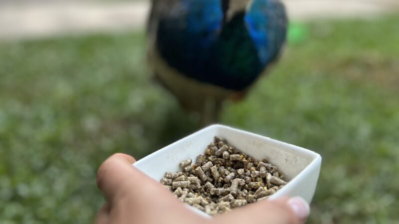 You can feed our peacocks while having your morning coffee