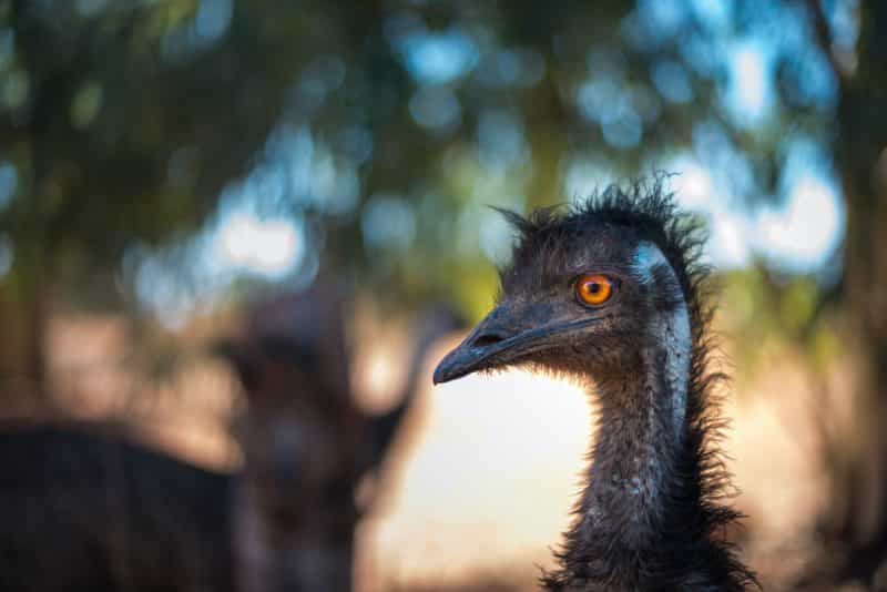 Close up photo of an emu