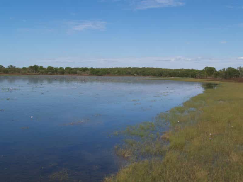 Bird Billabong, Mary River area, Northern Territory, Australia