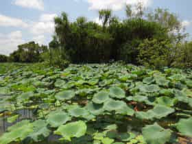 Water lilies on the Mary River