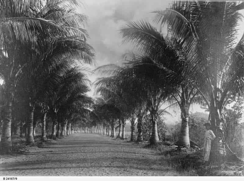 Coconut Avenue, Botanic Gardens, 1895.