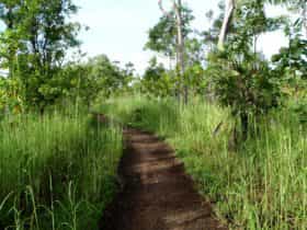 Jabiru to Bowali walking track