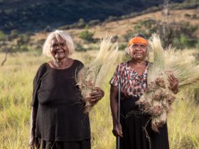 Artists Naomi Kantjuri and Maringka Burton collecting Tjanpi (grass) near their community of Amata.