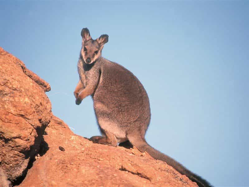 Wallaby Gap, Alice Springs, Northern Territory, Australia