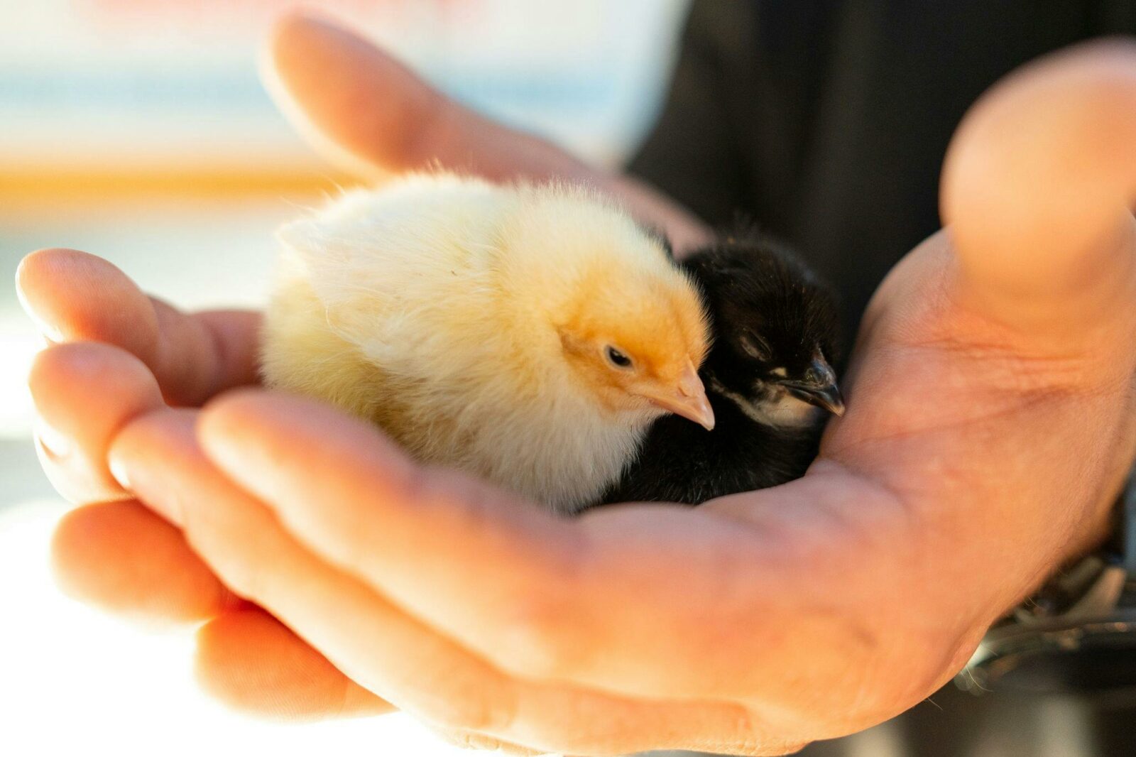 Baby Chickens in hands