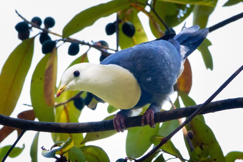 Black-banded Fruit-dove. Credit Luke Paterson
