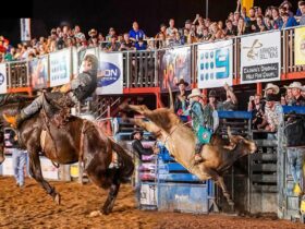 A Cowboy riding a bucking horse and a cowboy riding a bucking bull both in front of the grand stand