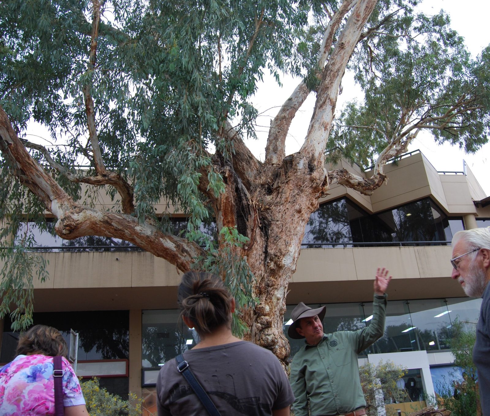 A sacred River Red Gum tree in the heart of downtown Alice Springs