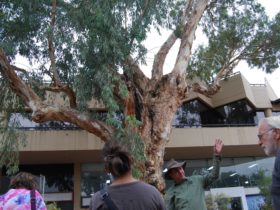 A sacred River Red Gum tree in the heart of downtown Alice Springs