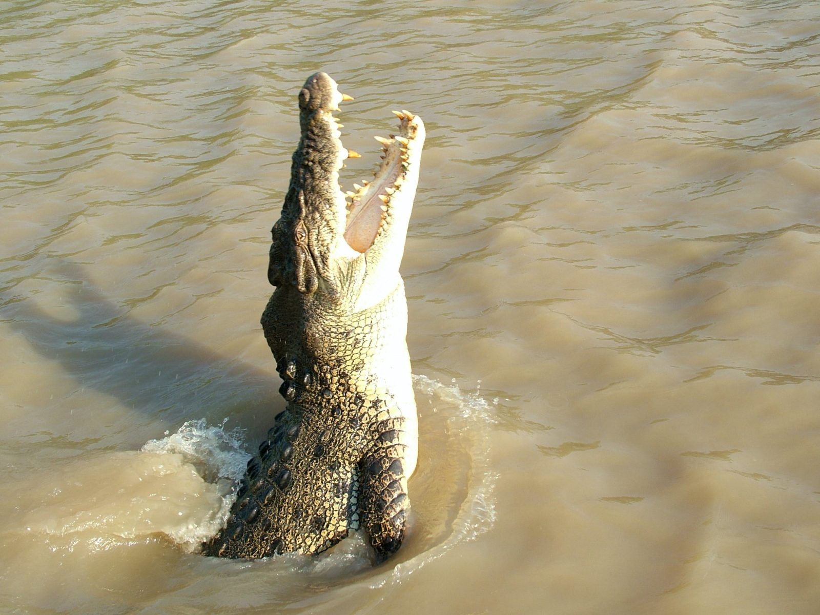 Adelaide River crocodile