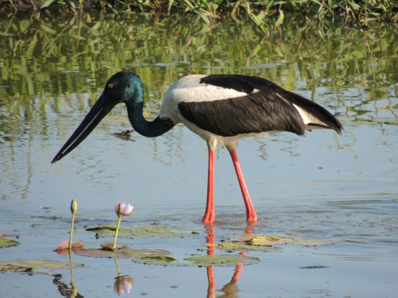 Black necked Stork - Jabiru