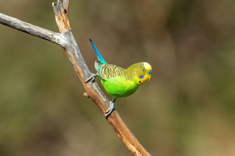 Photographing wild budgies with Luke Paterson