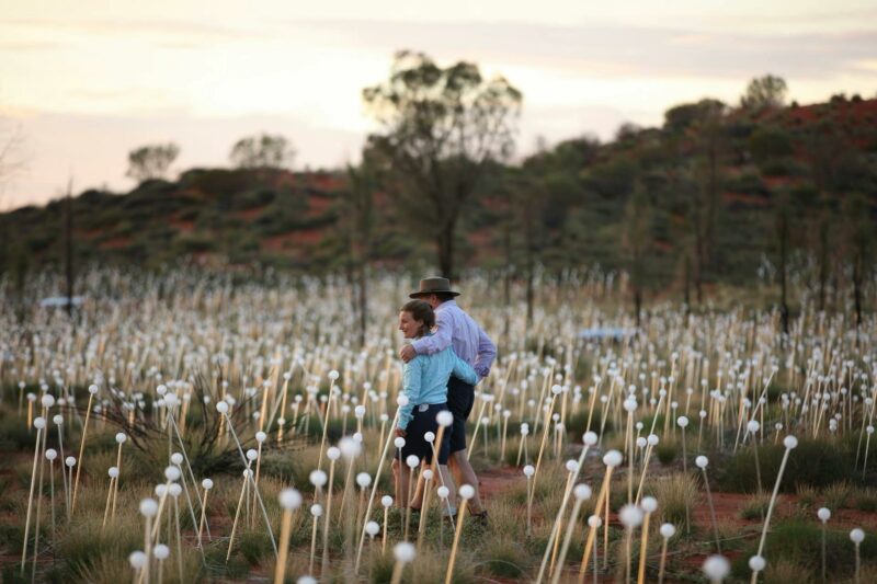 Field of Light - Outback Spirit Tours