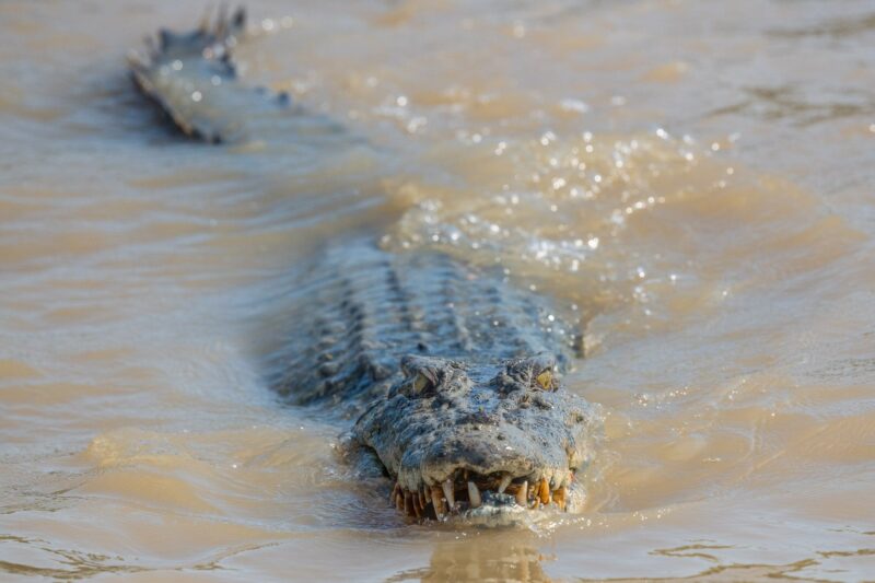 Female saltwater crocodile with a menacing look swimming on top the water, looking toward the camera